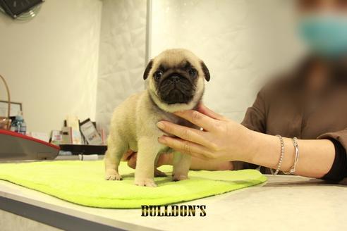 成約済の東京都のパグ-95135の4枚目