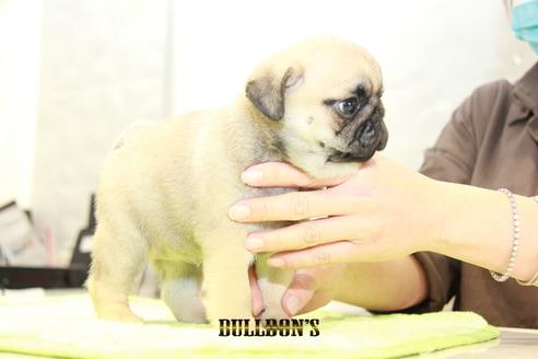 成約済の東京都のパグ-95135の3枚目