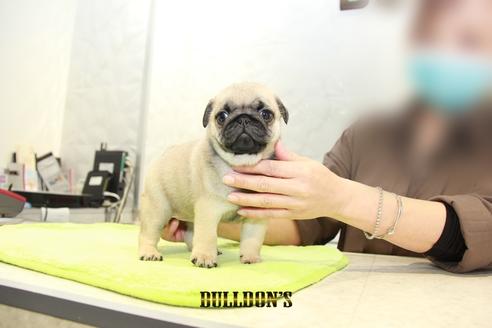 成約済の東京都のパグ-95135の2枚目