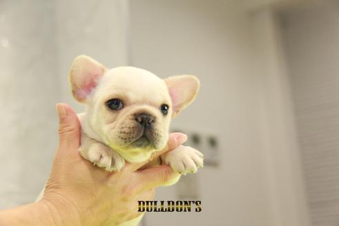 成約済の東京都のフレンチブルドッグ-95137の7枚目