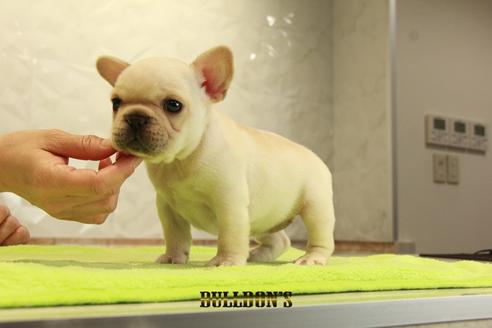 成約済の東京都のフレンチブルドッグ-95137の6枚目