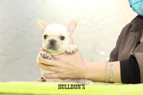 成約済の東京都のフレンチブルドッグ-95137の5枚目