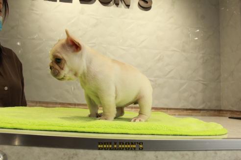 成約済の東京都のフレンチブルドッグ-95137の3枚目