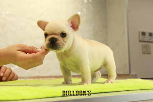 成約済の東京都のフレンチブルドッグ-95137の2枚目