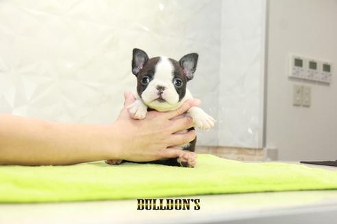 成約済の東京都のボストンテリア-95140の1枚目