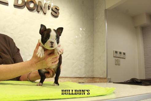 成約済の東京都のボストンテリア-95140の7枚目