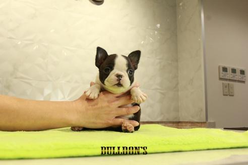 成約済の東京都のボストンテリア-95140の6枚目