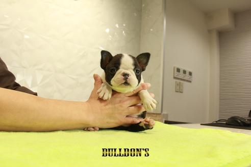 成約済の東京都のボストンテリア-95140の5枚目