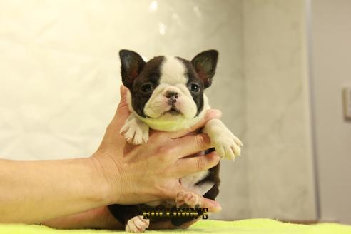 成約済の東京都のボストンテリア-95140の3枚目