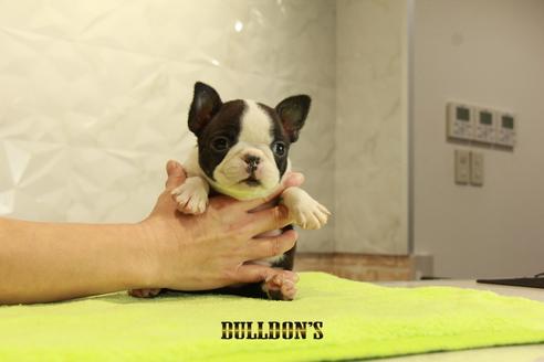 成約済の東京都のボストンテリア-95140の2枚目