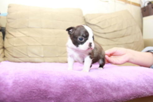 成約済の東京都のボストンテリア-95155の1枚目