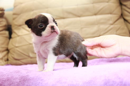 成約済の東京都のボストンテリア-95155の7枚目
