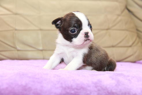 成約済の東京都のボストンテリア-95155の6枚目