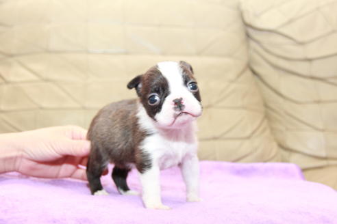 成約済の東京都のボストンテリア-95155の5枚目