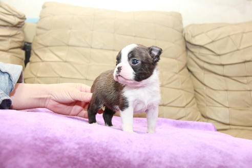 成約済の東京都のボストンテリア-95155の4枚目