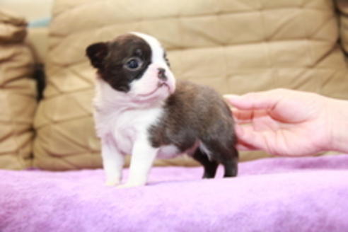 成約済の東京都のボストンテリア-95155の3枚目