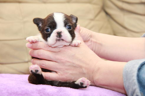 成約済の東京都のボストンテリア-95155の2枚目