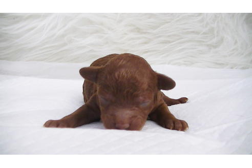 成約済の福岡県のタイニープードル-95186の12枚目