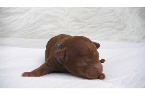 成約済の福岡県のタイニープードル-95186の11枚目