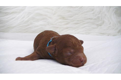 成約済の福岡県のタイニープードル-95186の10枚目