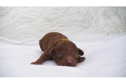 成約済の福岡県のタイニープードル-95187の8枚目