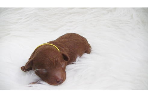 成約済の福岡県のタイニープードル-95187の7枚目