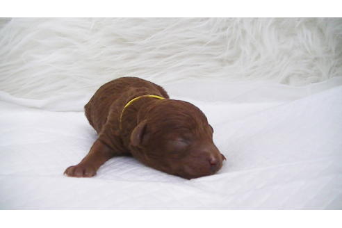 成約済の福岡県のタイニープードル-95187の6枚目