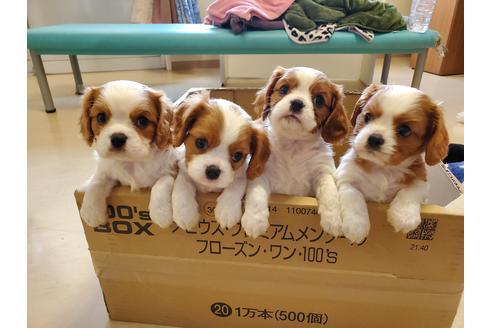 成約済の愛知県のキャバリアキングチャールズスパニエル-95188の1枚目