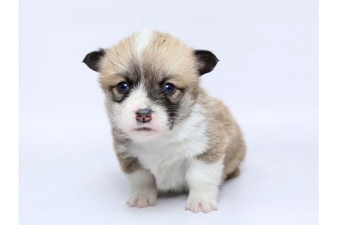 成約済の栃木県のウェルシュコーギーペンブローク-95227の1枚目