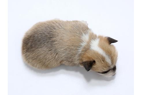 成約済の栃木県のウェルシュコーギーペンブローク-95227の3枚目