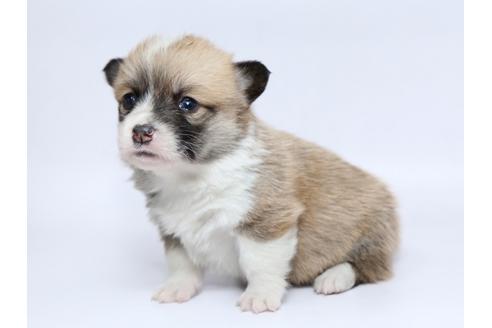 成約済の栃木県のウェルシュコーギーペンブローク-95227の2枚目