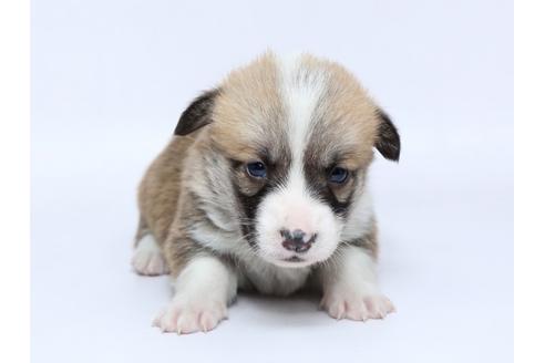 成約済の栃木県のウェルシュコーギーペンブローク-95230の1枚目