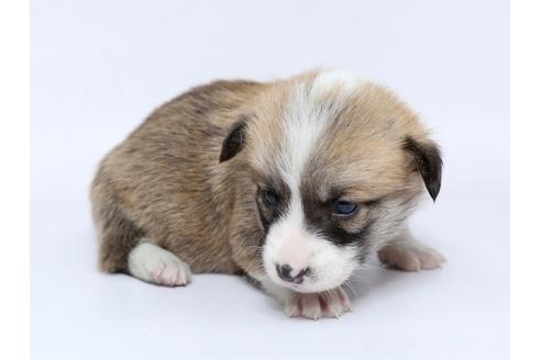 成約済の栃木県のウェルシュコーギーペンブローク-95230の3枚目