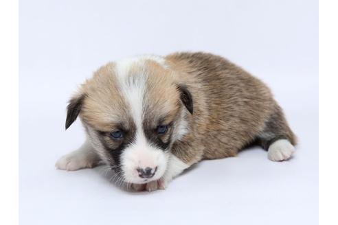 成約済の栃木県のウェルシュコーギーペンブローク-95230の2枚目