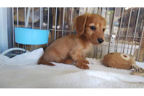 成約済の愛知県のミニチュアダックスフンド(ロングヘアード)-92908の4枚目