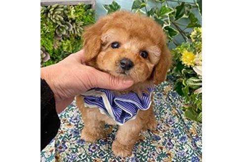 香川県のトイプードル 男の子 03 08生まれ ぽっちゃり癒し系男子 子犬id ブリーダーナビ 香川県のトイプードル 男の子 03 08生まれ ぽっちゃり癒し系男子 子犬id ブリーダーナビ