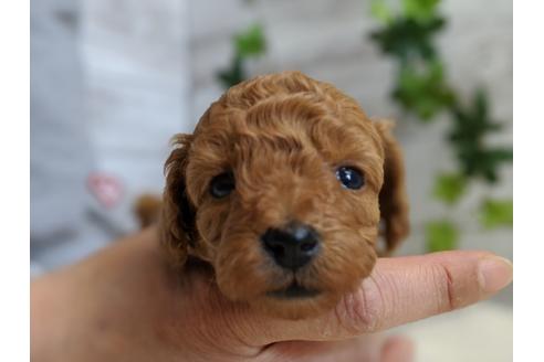 成約済の静岡県のトイプードル-94246の4枚目