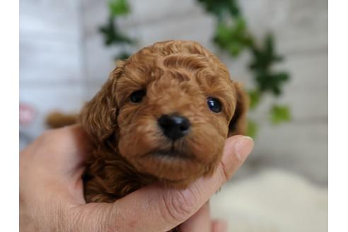 成約済の静岡県のトイプードル-94246の2枚目