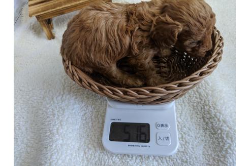 成約済の静岡県のトイプードル-94246の3枚目