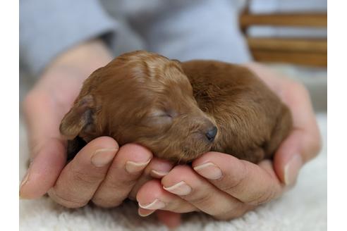 成約済の静岡県のトイプードル-95307の5枚目