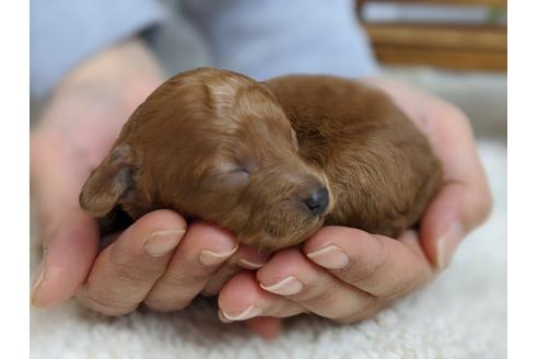 成約済の静岡県のトイプードル-95307の4枚目
