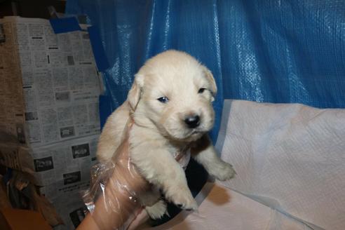 成約済の静岡県のゴールデンレトリーバー-95310の1枚目