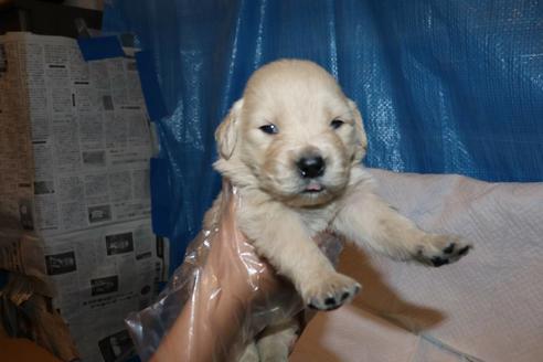 成約済の静岡県のゴールデンレトリーバー-95313の1枚目