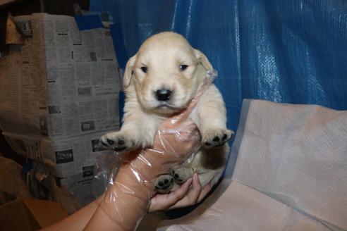 成約済の静岡県のゴールデンレトリーバー-95314の1枚目