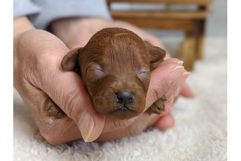 成約済の静岡県のトイプードル-95337の2枚目