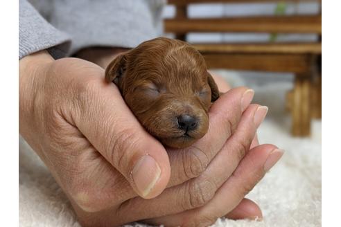 成約済の静岡県のタイニープードル-95338の4枚目