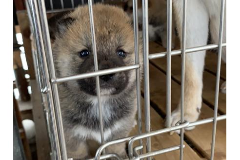 成約済の広島県の柴犬-93467の2枚目