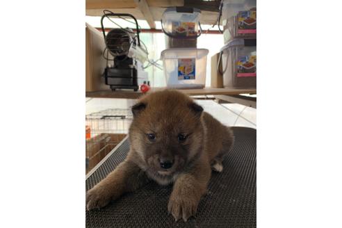 成約済の広島県の柴犬-93467の1枚目