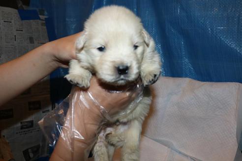 成約済の静岡県のゴールデンレトリーバー-95358の1枚目