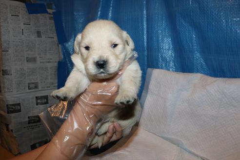 成約済の静岡県のゴールデンレトリーバー-95359